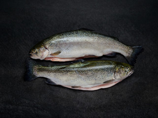 Two Raw Trout Fishes on Dark Background