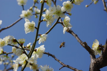 梅の花と蜜蜂　apricot and a bee