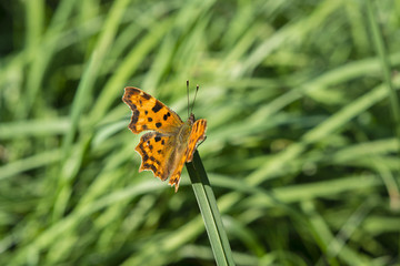 Butterfly Polygonia c-album.