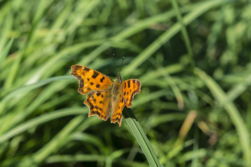 Butterfly Polygonia c-album.