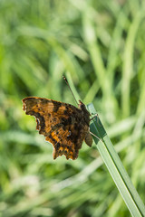 Butterfly Polygonia c-album.