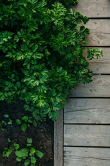 Garden detail in aerial