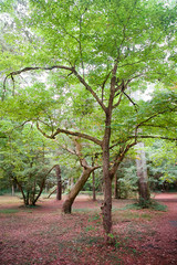 Obraz premium Fort Raleigh National Historic Site