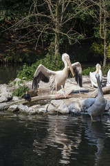 Pelican with big wings near the river