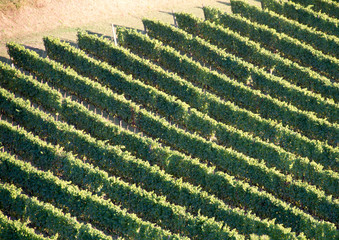 Fototapeta premium Vineyard