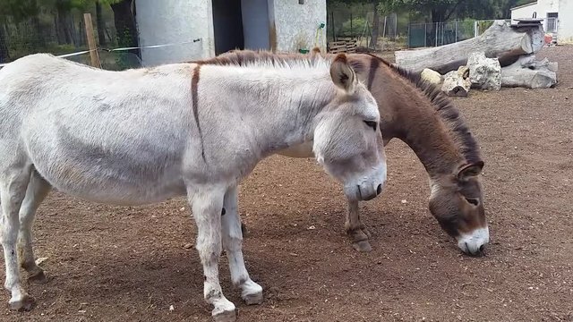 Two Beautiful Donkeys at the Farm