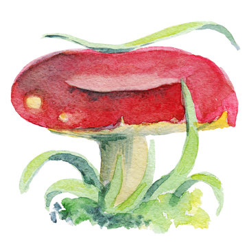 russula mushroom paited with watercolor on white background