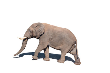 Obraz premium African Elephant, isolated in white