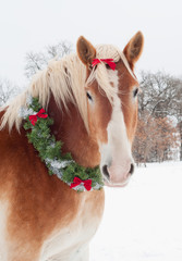 Christmas horse - a blond Belgian draft horse wearing a wreath and bow with snow falling