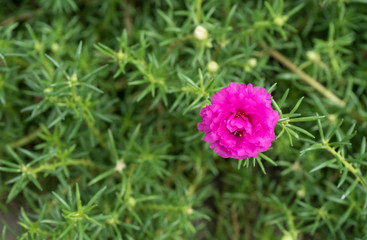 Pink flowers medium green trees