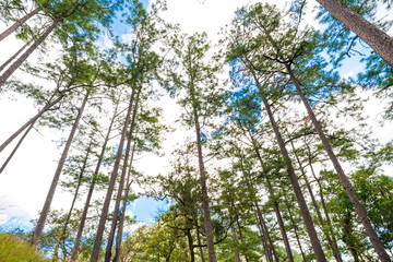 Fototapeta premium Forrest background of green pine trees on sub alpine
