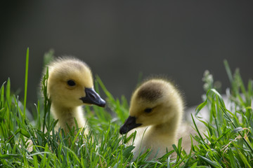 Ducklings #2