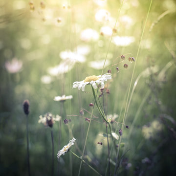 Fototapeta Amazing sunrise at summer meadow with wildflowers. Nature floral background in vintage style