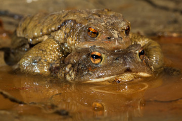 Couple of Common toad (Bufo bufo) in early spring during the breeding season