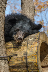 Bear on the tree