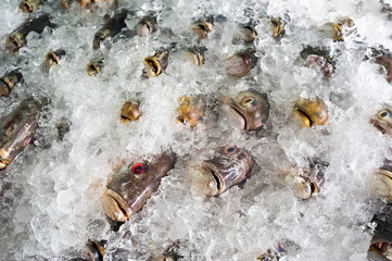 Fresh frozen fish on ice for sale at asian seafood market