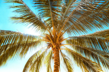 Fototapeta na wymiar Abstract summer background in vintage style with tropical palm tree leaves at sunny day