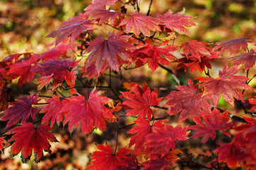 Autumn leaves yellow and crimson