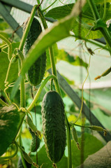 Fresh cucumbers with tops