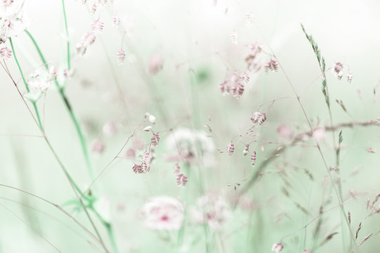 Fototapeta Amazing sunrise at summer meadow with wildflowers. Abstract floral background in vintage style, watercolor painting effect and blur