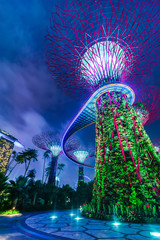 Futuristic view of amazing illumination at Garden by the Bay in Singapore. Night light show at Supertree Groveis is main Marina Bay Sands district tourist attraction