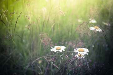 Fototapeta na wymiar Amazing sunrise at summer meadow with wildflowers. Nature floral background in vintage style