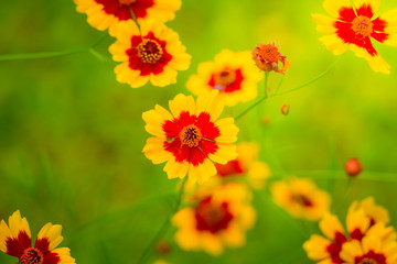 The background image of the colorful flowers