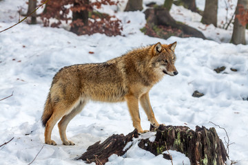 Naklejka premium Gray wolf (Canis lupus) standing in the snow - captive animal