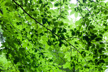 Fototapeta na wymiar Abstract nature background with fresh leaves in summer forest