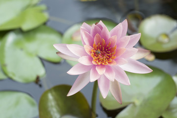 pink lotus flower with little bee on morning