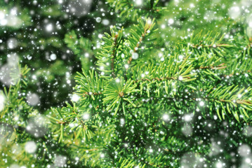 Christmas tree and falling shine snow. Christmas holiday background