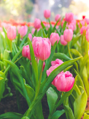 Naklejka premium tulip flower background, sweet tulip flower in garden under sunlight at the middle of spring.