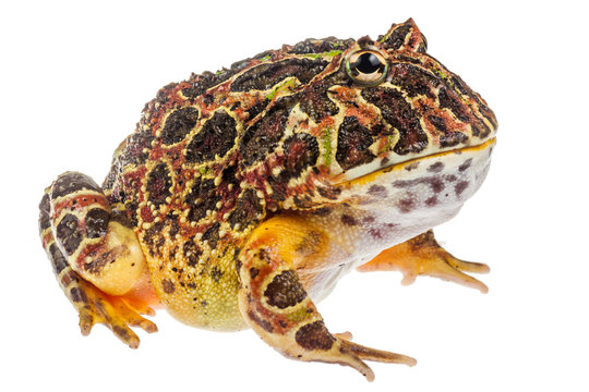 Pacman frog Ceratophrys ornata, exotic frog from South America