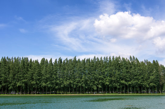 Row Of Pine Trees