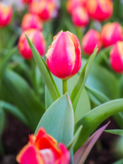 tulip flower background, sweet tulip flower in garden under sunlight   at the middle of spring.