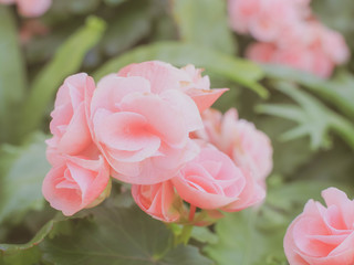 Fototapeta premium begonia flower in garden made with vintage filter, begonia flower under sunlight at the middle of spring.