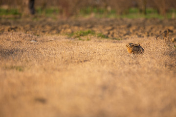 Wild Hare (Lepus europaeus) sitting in the grass
