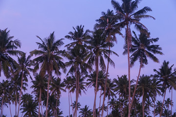 Fototapeta na wymiar Beautiful palm trees silhouettes at evening on a tropical beach