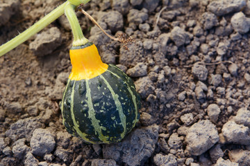 Small green and yellow ornamental squash