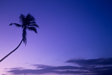 Beautiful palm trees silhouettes at evening on a tropical beach