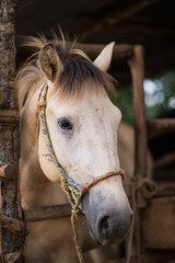 The head shot of a horse