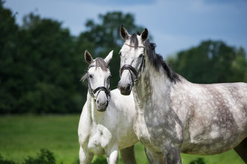 Obraz premium two beautiful horses portrait outdoors