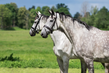 Fototapeta na wymiar two beautiful horses portrait outdoors