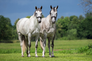 two beautiful horses standing outdoors together