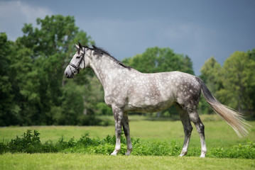 Obraz na płótnie Canvas beautiful grey horse standing outdoors