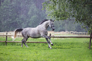 grey horse running in the rain