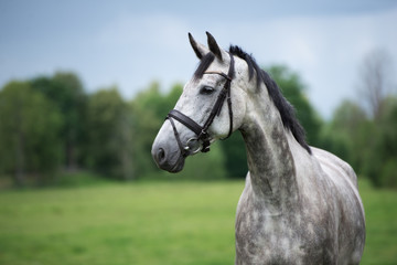 beautiful grey horse portrait