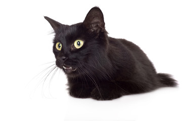 beautiful black cat with yellow eyes