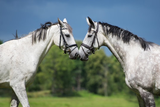 two beautiful horses together