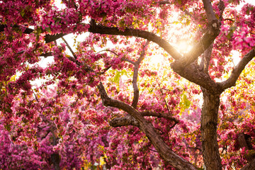Cherry Blossoms